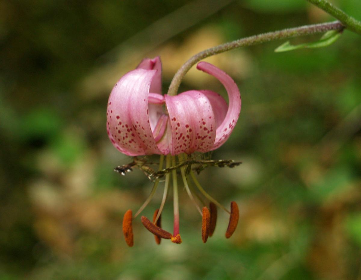 Lily, Martagon flower